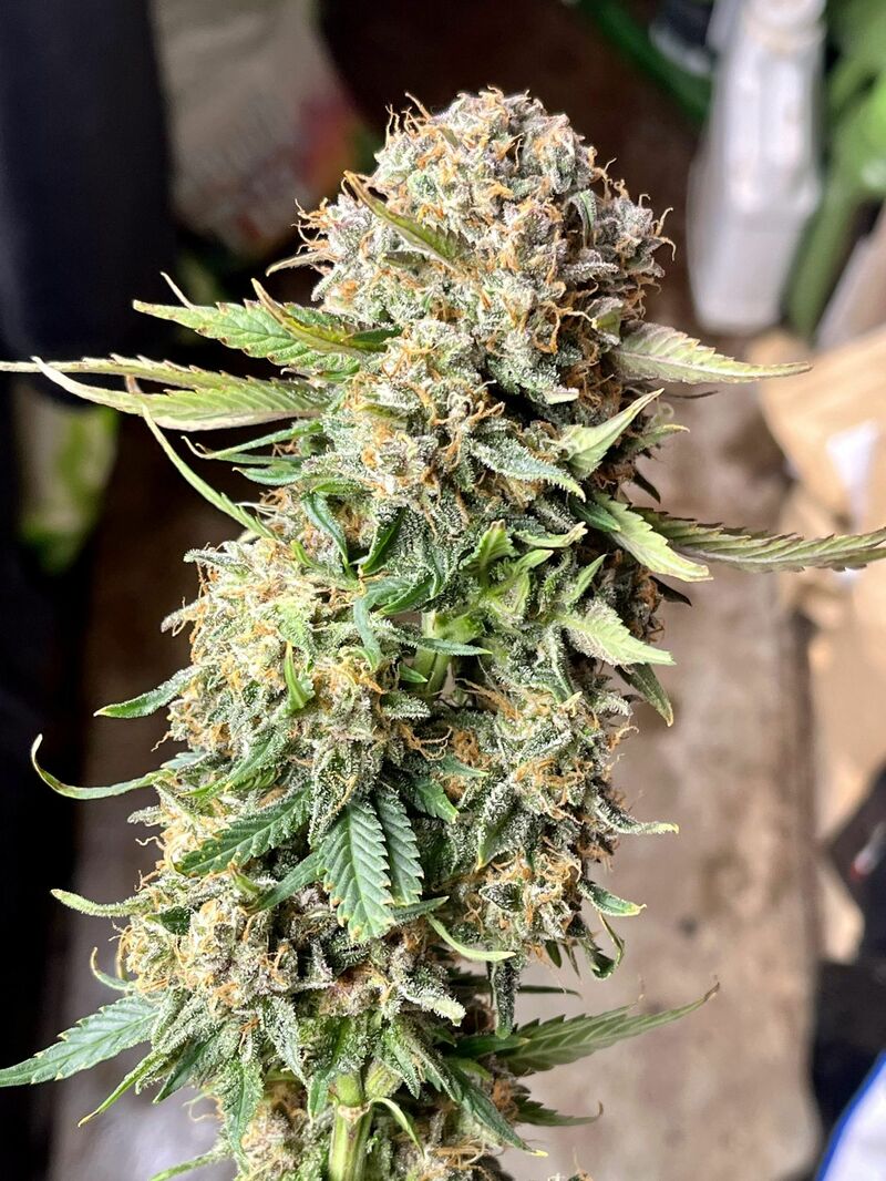 Sour Jealousy Auto, Фасовка: 3, изображение 8